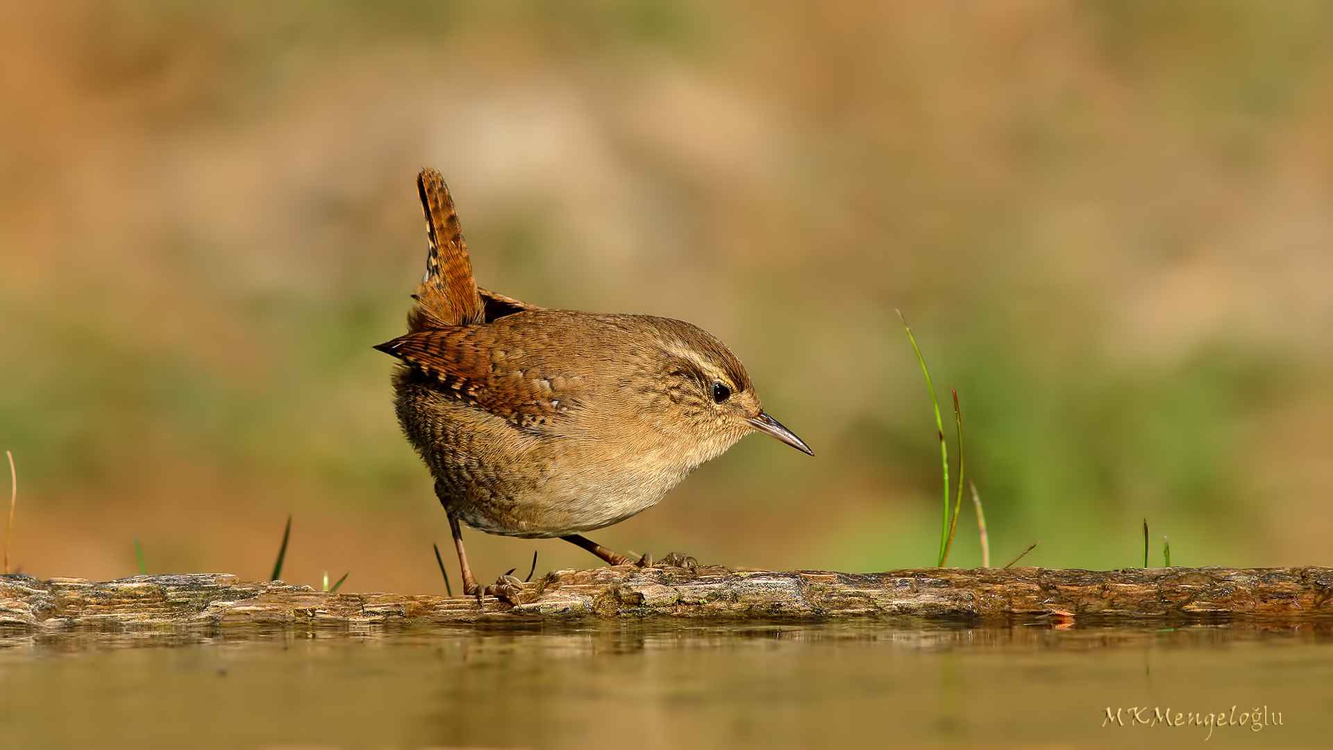 Eurasian Wren